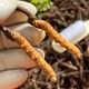 新鲜冬虫夏草2025年头期虫草正品领导高海拔送礼正宗鲜虫草过节 0.7-0.8克/根   10根鲜虫草 冬虫夏草  顺丰发货
