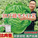 38 Jin Jin is equal to 0.5 kg. Overwintering Chinese cabbage seeds Shandong Chinese cabbage seeds. Chinese cabbage seeds are disease-resistant and high-yielding. Leafy cabbage. Original 5 packs (about 5000 grains) + Songpin. 38 Jin Jin is equal to 0.5 kg. Winter storage Chinese cabbage seeds.
