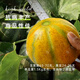 Long-cultivation Qiligan Xinjiang Laohan melon seeds super sweet Hami melon seeds are only suitable for northwest characteristic fruit species in spring and autumn. Qiligan seeds 10 grams (Xinjiang thick-skinned Laohan melon)