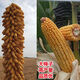 North China corn seed Yudan 808 corn seed high yield big cob corn seed with uniform ear length red shaft dent corn Yudan 808 (about 4400 grains about 3Jin Jin equals 0.5kg) North China planting