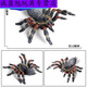 Simulation du village de Shantoulin Spider Spider Halloween Prank Toy Simulation Spider VenoMous Spider Insect Modèle Animal Ox-683 Brésilien Blue Bird Catching Spider 0.0