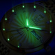 Olevs Swiss Certified Brand Watch Herren Mechanical Watch Luminous wasserdicht vollautomatisch Herren Uhren Business High-End Watch Herren Olevs-6630-Steel-Gürtel Vollgold