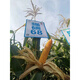 New species in stock, nationally approved original Qiangshuo 68 corn seeds, high-yield corn seeds, drought-resistant pioneer, high-yielding, drought-resistant, not bald. New species in stock, original nationally approved Qiangshuo 68 4200 grains 1 bag