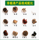 Hope pigs use ASF Qing Yuan Lan Jing African swine fever ring blue ear pig ears turn purple, the body becomes red and has a high fever and does not eat. Five bags get one bag free for prevention and treatment. Hot-selling ASF Qing 6 bags