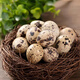 24 quail eggs 230g 24 quail eggs 230g