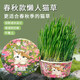 Greedy horse cat grass, lazy cat grass, ready-to-eat dehairing balls, cat snacks, hydroponic instant noodles, summer cat grass, winter style, Aoxue Lingshuang, combination 7 (single bowl), 1 pack