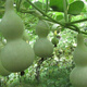 Treasure gourd seeds edible vegetable gourd vegetable seeds spring planting large gourd seeds flower seeds easy to grow in spring treasure gourd seeds - new species of the season original two packs about 22 pieces -