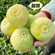 Xiangbin Japanese Sweet Treasure Melon Seeds Extra Large Authentic Spring Season Fruit Seeds Super Sweet Watermelon Muskmelon Seeds Japanese Sweet Treasure Seeds 100 Original x5 Pack