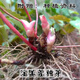 Qinling Epimedium Seeds Epimedium Seedlings Chinese Medicinal Seeds Fairy Spleen Three-branched Nine-leaf Grass 1Jin Jin is equal to 0.5kg rhizome with buds (more than 40 Song root powder) bare root without soil