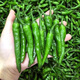 Authentic camphor tree pepper seeds, camphor tree pepper seeds, new pepper seeds, sown in spring and autumn, Zhangshu Harbor courtyard small collection, new seeds, about 408 capsules/