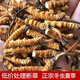 Peking Tongrentang Qualität Cordyceps Lhasa Versand authentisch Cordyceps Geschenkbox Pack gebrochen Cordyceps Trocken Knoblauch Geschenkbox Geschenkbox 2 Stangen 1 g Knoblauch Geschenkbox 20 Stangen 10 g insgesamt [Geschenk Can]