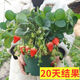 Jingyu Cream Big Strawberry Seedlings Potted Four-Season Strawberry Saplings Planted in the South and North will bear fruit in the same year. Cream Strawberry will bear fruit in four seasons. Cold-resistant and high-yielding seedlings. 12 ++pots+fertilizer.