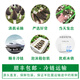 Chu Shi Yanxuan Fresh Morel Fresh Mushrooms Yunnan Specialty Mountain Delicita de estacionales Fresos frescos Fungus Caja de regalo Moreles de vegetales Fresh Morels 880 g (caja de regalo asequible)