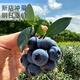 蓝莓鲜果新鲜高端水果当季蓝梅云高山怡颗南孕妇整箱包邮顺丰 2盒 顺丰大果1518mm吃货当选