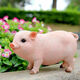 Han Chang Garden Decoration Garden Ornaments Creative Gifts Piggy Model Resin Crafts Animal Simulation Pig Ornaments Station Black Pig Pair
