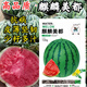 Kirin Meidu watermelon seeds with thin skin, crack-resistant, few seeds, super sweet and crispy 8424 round watermelon Meidu watermelon seeds, 200 pieces original Kirin Meidu