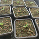 
Yingzhai Agave Niang Crown Blue Skin Green Skin Void Hidden Advanced Gray Fox Apricot Crab Sowing Green Plant Pot Plant Yaoyan EB Seedlings/1