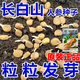 Changbai Mountain ginseng seeds, wild ginseng seeds, easy to grow Chinese medicinal materials in all seasons, easy to live indoor flower pots, ginseng seeds, shipped without buds, selected 1 small bag, about 20 capsules