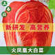 Fire Phoenix Chinese Cabbage Seeds Red Cabbage Seeds are disease-resistant, high-yielding and high in calcium. Orange and Red Cabbage are easy to grow in farmers’ fields. Matched Version. Fire Phoenix Cabbage Seeds. Premium - New Seeds. 5 packs, about 599 capsules.