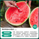 Shouhe Lazy Man Watermelon Seed Lazy Man King Melon Extra Large Spring No Pruning Lazy Man Fruit Seedling Southern Sweet Zaojia 8424 Watermelon Seed 30 capsules x 2 bags