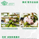 Guoguang Huasi 2% benzylaminopurine cytokinin flower and fruit tree flower bud-preserving flower and fruit conditioner 25 ml