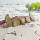 Panax notoginseng slices 30 heads Yunnan Wenshan genuine Panax notoginseng Yunnan Panax notoginseng powder super fine Panax notoginseng slices 250g