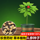 Changbai Mountain ginseng seeds, wild ginseng seeds, easy to grow Chinese medicinal materials in all seasons, easy to live indoor flower pots, ginseng seeds, shipped without buds, selected 1 small bag, about 20 capsules