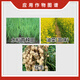 Jianpai Jianpai 15% paclobutrazol, rice field, rapeseed and peanut control growth dwarfing agent, plant growth regulator 200g