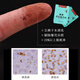 Hu Qingyu Tang's official self -operated authentic wall ganoderma spore powder enhances immunity in the middle of the elderly ancient medicine nourishing health nutrition
