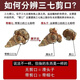 Chen Dingqi Panax Notoginseng Yunnan Wenshan Chun Panax Notoginseng Chinesische Kräutermedizin 20 Köpfe 10 Köpfe ohne Schnitte Tian 7 37 Köpfe [ausgewählt 20 Köpfe 10-250 Gramm neue Waren für die Saison]