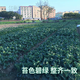 Xiangbin kale seeds kale field open-air planting in spring, summer, autumn and winter sowing pot seeds Guangdong vegetable seeds white flower willow leaf kale seeds 2000 original 10 packs