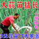 Modern garlic special fertilizer expands, prevents dryness, prevents disease, increases production, strong and high-yielding new fertilizer, 1 barrel, uses 1 mu of land