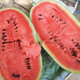 Shouhe Black Beauty Black Skin Watermelon Seeds Extra Sweet Early Maturing Extra Large Melon Seeds Shouguang Vegetables and Fruits Winter and Spring Watermelon Seeds Shouhe Big Fruit Black Beauty Seeds 20 capsules (original)