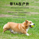 Huayuan Pet Toy (hoopet) dog toy tennis ball is a chew-resistant, self-stimulating and boredom-relieving artifact for medium and large dogs that consumes energy and is a pet product artifact.