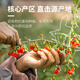 Das authentische Ningxia Special Wolfberry 500G + Ningxia Zhongning Special Selen Sand erster Klasse Jujube 300G
