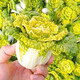 Huangxinwutaicai seedlings, chrysanthemum and cabbage seedlings, potted garden garden fields, easy to grow four-season vegetable seedlings, 10 Huangxinwutaicai plants