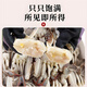 Haisuda Zhoushan frozen swimming crab pieces, net weight 550g, total 21-24 pieces, liquid nitrogen-free fresh sea crab fresh aquatic products