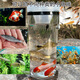 Wei Ci fish catch bottle children's fish catch artifact fish catch artifact must not leak outdoor plastic fish catch tool [upgrade counterweight nut] increase size (approximately 12 meters of rope + 2 packs of bait + floor insert)