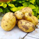 Jingdida Shandong small potatoes net weight 9Jin Jin is equal to 0.5kg, single fruit is more than 100g, fresh vegetables, potatoes, straight from the source