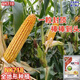 
NK718 corn seeds with high yield, short rods, double sticks, rice, south and north, drought resistance, Yunnan, Guizhou, Sichuan corn. New seeds are original NK718 [1.5 Jin [Jin equals 0.5 kg]] 1 bag of non-picking sticks. New seedlings are mature and not bald.