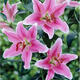 Lily potted flowers bloom in all seasons with buds. Perfume lily indoor and outdoor flower potted lily bulb seeds. Individual bulb colors are random. Pot soil not included. Diameter 4-5 cm.