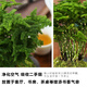 Tangshan Yunsong ist ein authentisches Tangshan-Zwerg-Literaturbüro Bambus ist gut für den Anbau von grünem Desktop Bonsai 12023 Original Pot Tangshan Yunsongong 5-jährige Bonsai eignet sich gut zum Pflanzen mit Töpfen.