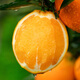 Jingxiansheng Jiangxi Gannan navel oranges, net weight 8Jin Jin equal to 0.5kg, single fruit starting from 150g, fruit New Year gift box, shipped directly from the source