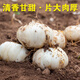 Jingmi Lanzhou Lily Fresh Lily Edible Sweet Lily Total 2Jin Jin equals 0.5kg 4 pcs per pack, total 8 packs Directly from the source