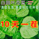 
Large round leaf glutinous rice amaranth seeds green leaf amaranth four seasons farm vegetable seeds green rapeseed amaranth special tender amaranth [fresh and delicious] seeds essence three bags [cut and long] about 15,567 pills