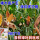 
NK718 corn seeds with high yield, short rods, double sticks, rice, south and north, drought resistance, Yunnan, Guizhou, Sichuan corn. New seeds are original NK718 [1.5 Jin [Jin equals 0.5 kg]] 1 bag of non-picking sticks. New seedlings are mature and not bald.
