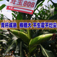 Yungui-Sichuan Zhongdan 808 Zhuangyu 808 high-yielding big stick hybrid corn seed high-yield Zhengda 999 disease and drought resistance Yungui-Sichuan National Approval Zhongdan 808 bag (2Jin Jin equals 0.5kg) in stock