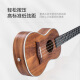 ACACIA Bird Ukulele Ukulele Ukulele Small Guitar Great Examing Play Acacia Wood 23 pulgadas