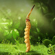 Yuanjiang Grass Cordyceps sinensis ALTA ALTA ALTA ALTA CORDYCEPS DE REFERTA CORDYCEPS Caja de regalo nutritiva 3 palos/g 20 palos