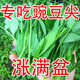 Graines de pois fushunde, graines de pointe de pois frais, graines de graines vertes printemps et automne, plantes en pot au balcon, graines de graines de pois spéciales [une pendant dix jours] # * 15932 Seeds d'origine améliorés ::: 2